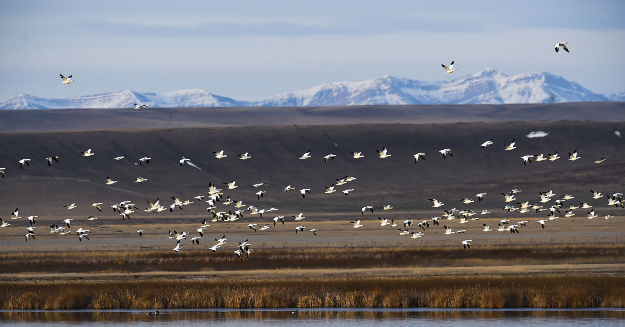 Freezout Lake Snow Goose Migration